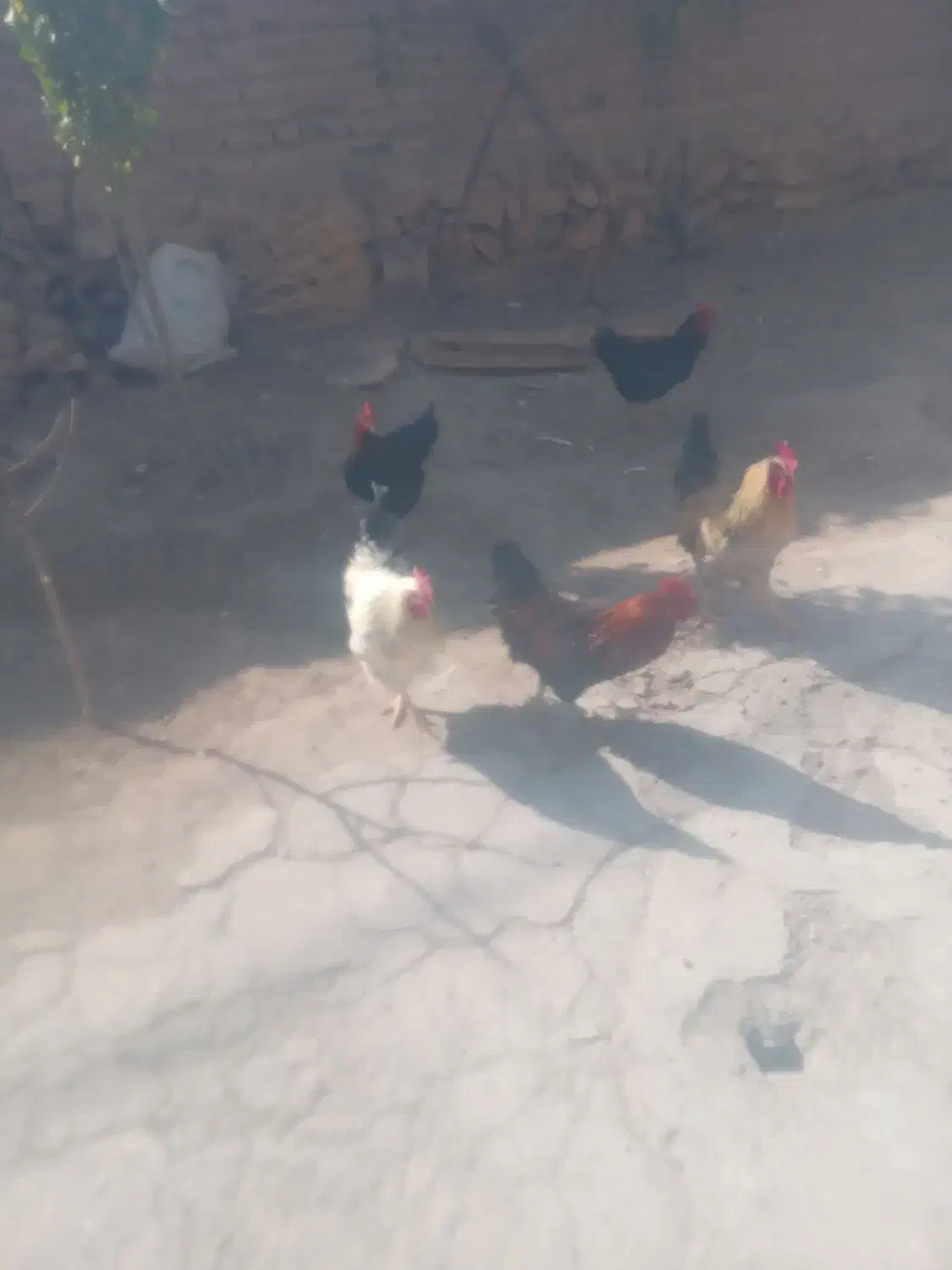 5تا خروس جوان به فروش میرسد.در مراغه هستن|پرنده|گیلوان, |دیوار