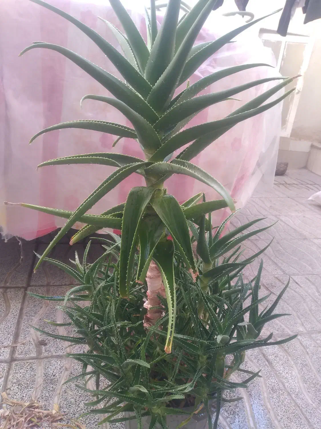 گل طبیعی آلوئه ورا وگل گندمی وسانسوریا|گل و گیاه طبیعی|تبریز, |دیوار