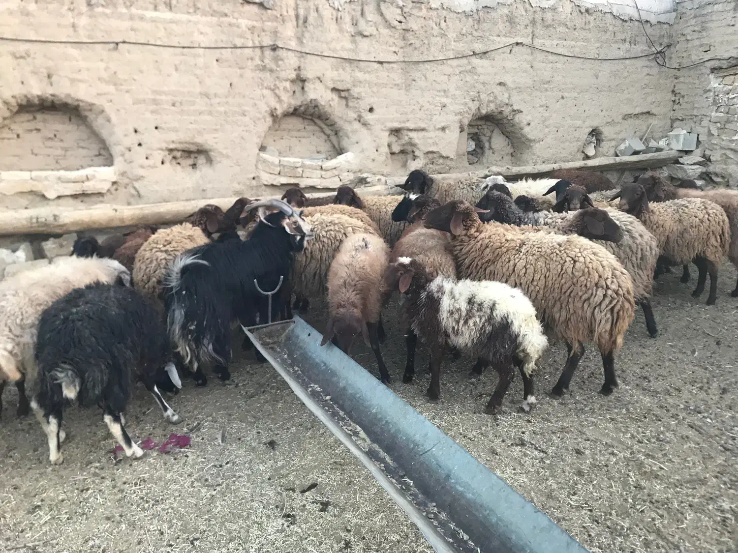 میش وبره|حیوانات مزرعه|خوانسار, |دیوار