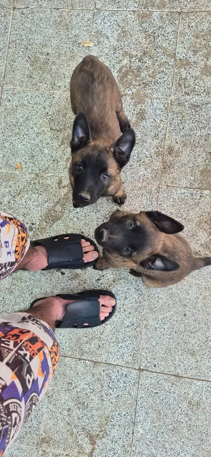 مالینویز|سگ|کرمان, |دیوار