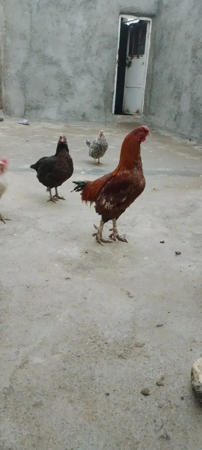 خروس لاری|حیوانات مزرعه|خاوه, |دیوار