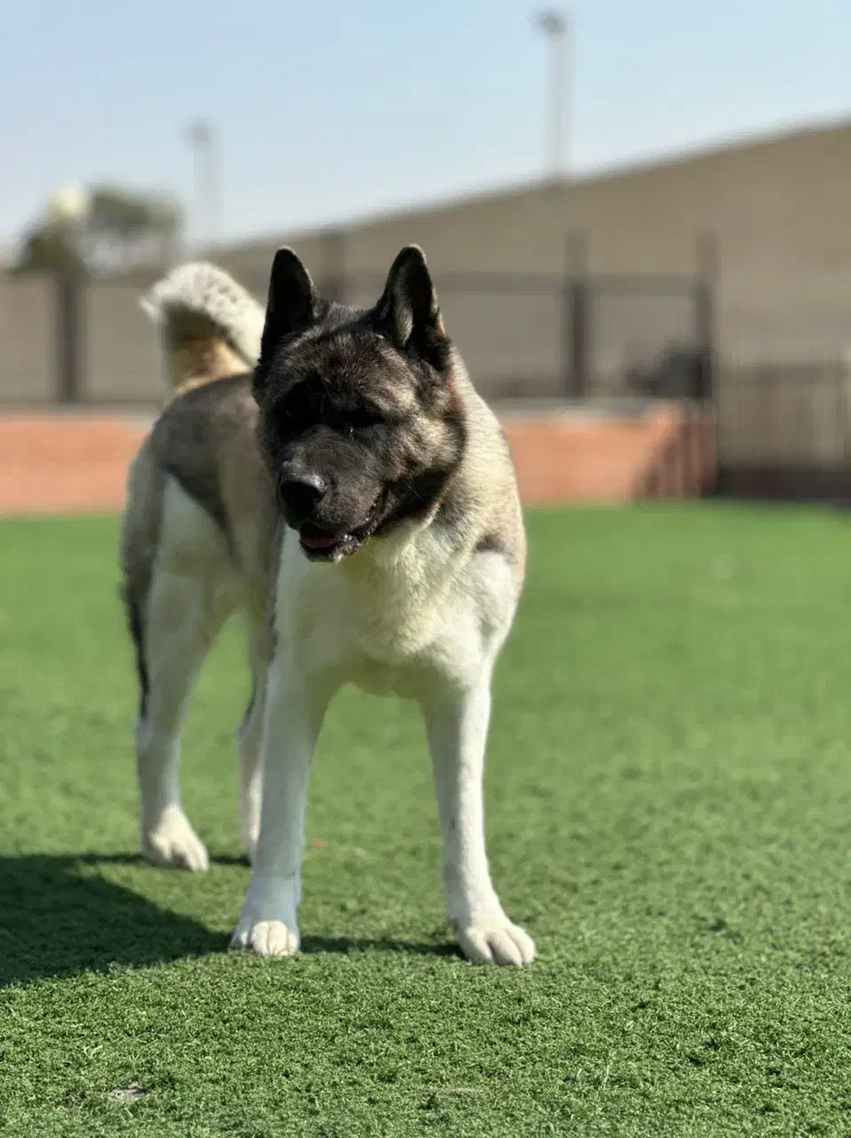 امریکن آکیتا|سگ|تهران, جنت‌آباد مرکزی|دیوار