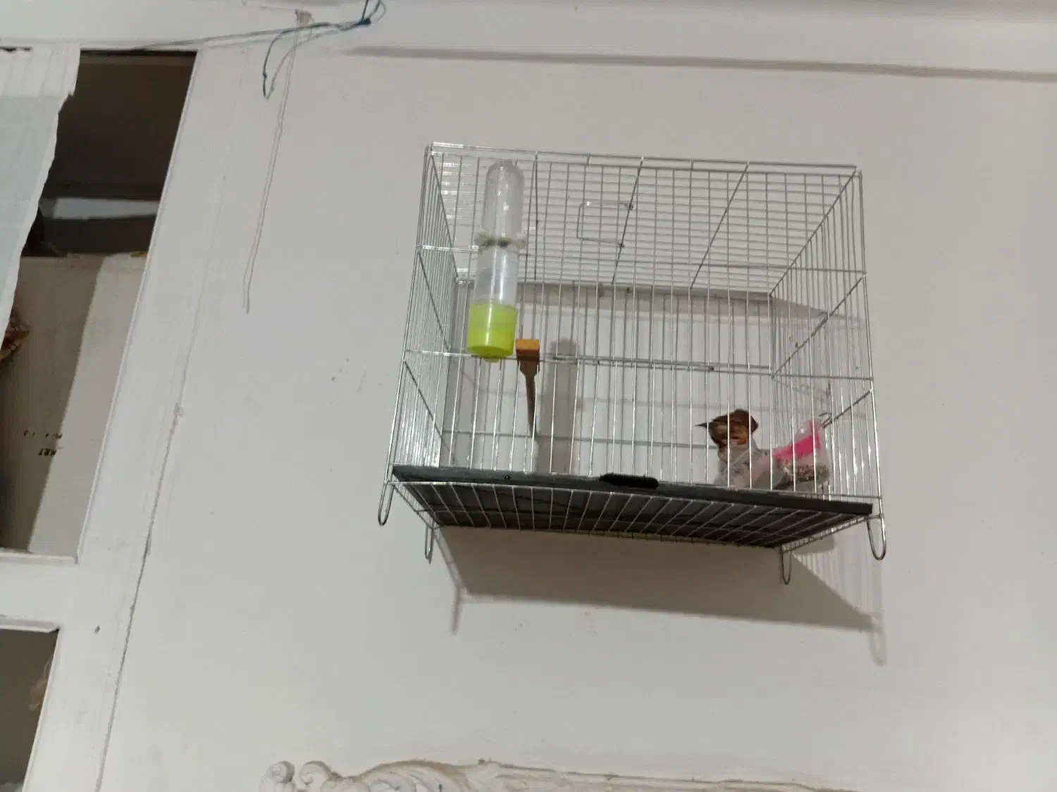 قناری نروماده سبز سوخته|پرنده|محمدیه-قزوین, |دیوار