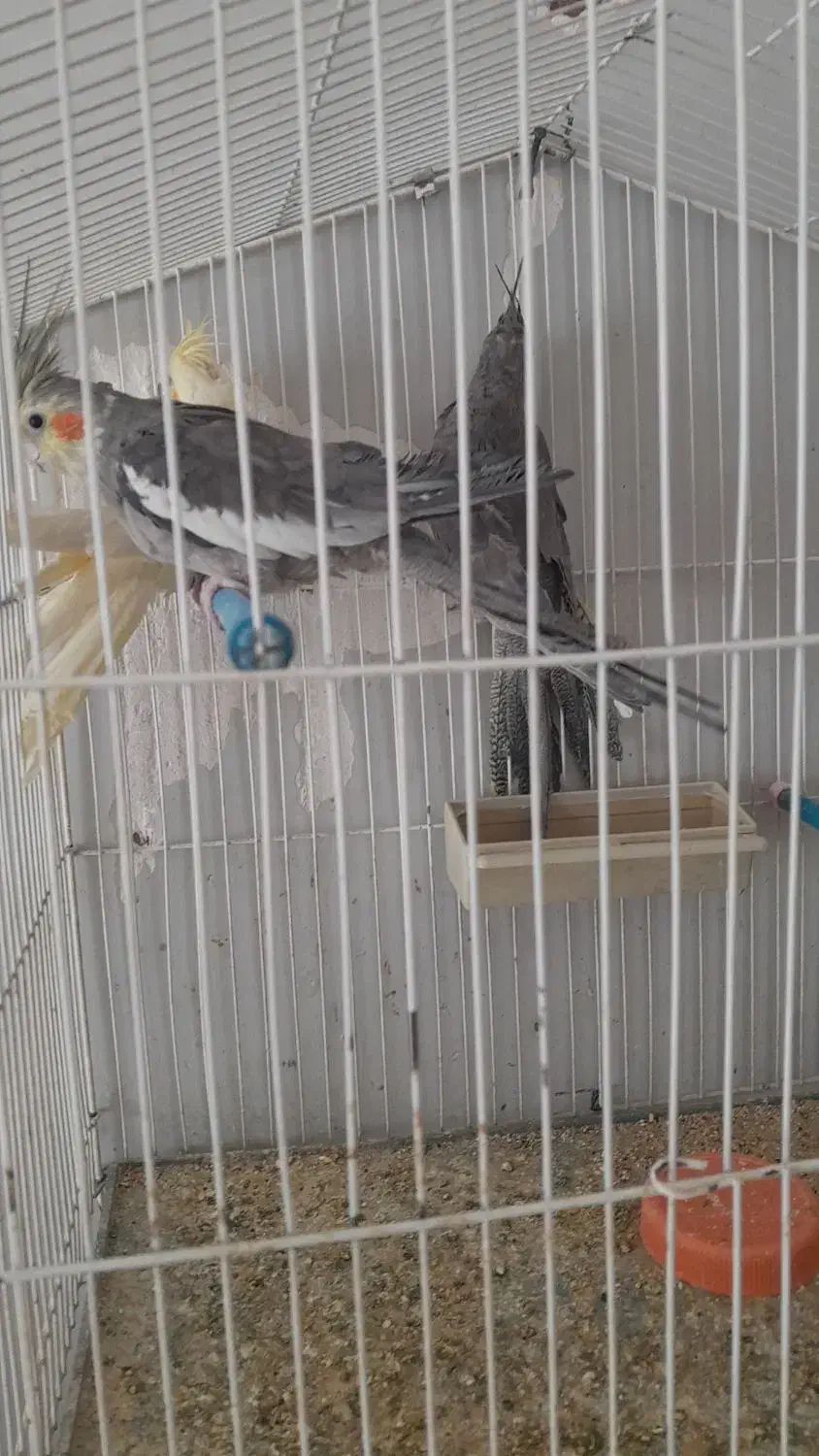 فروش پرنده|پرنده|رفسنجان, |دیوار