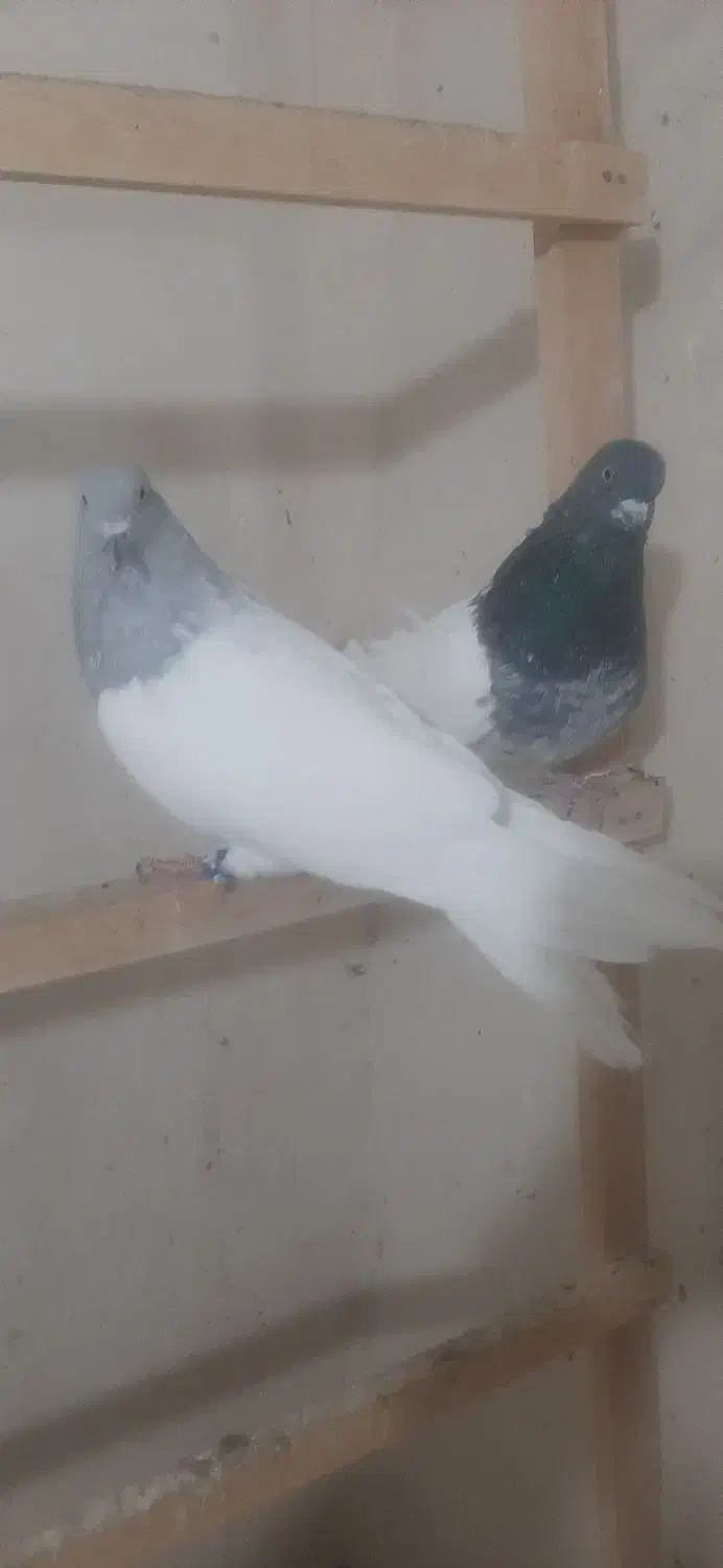 کفتر|پرنده|مرند, |دیوار