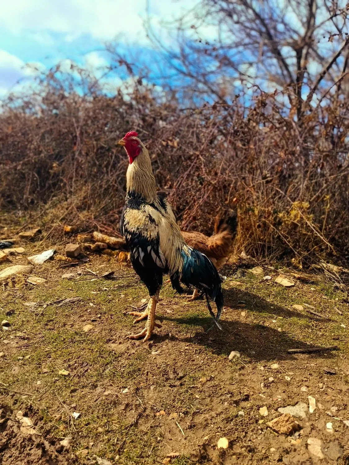 خروس لاری|حیوانات مزرعه|جوانرود, |دیوار