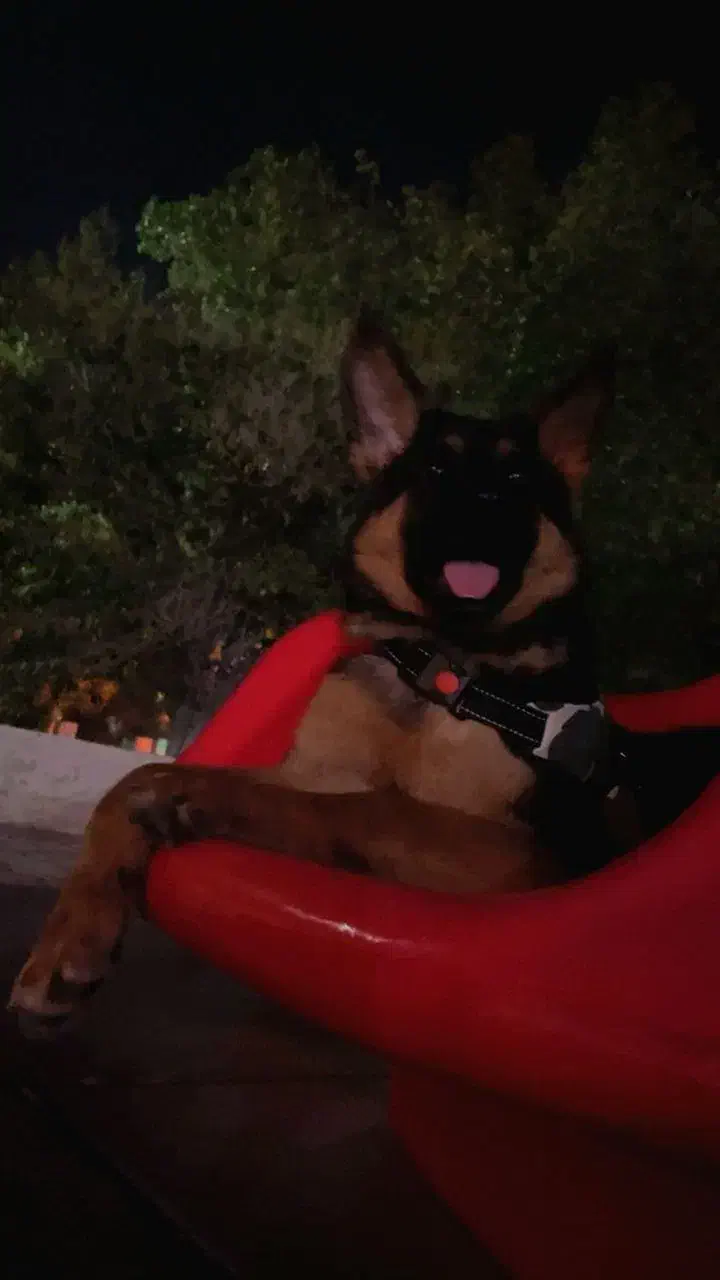 ژرمن ورک|سگ|بندرعباس, |دیوار