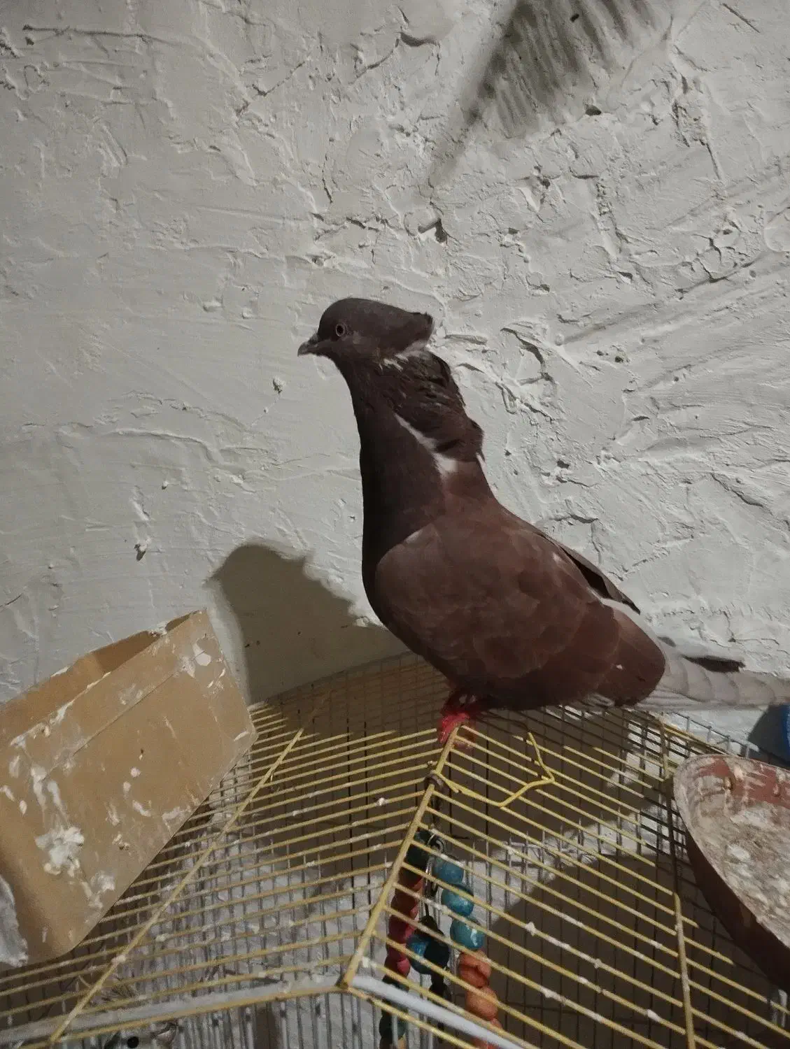 کفتر یا کبوتر|پرنده|رباط‌کریم, شترخوار|دیوار