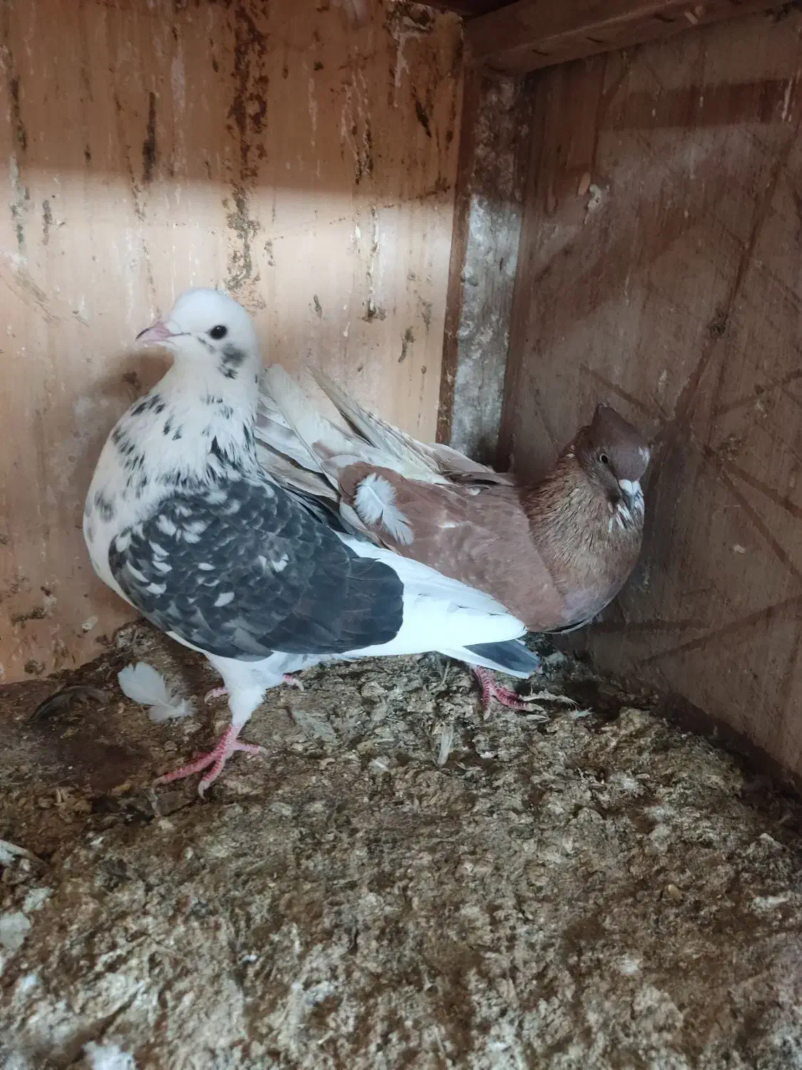 کبوتر پرشی تعداد|پرنده|قائم‌شهر, |دیوار