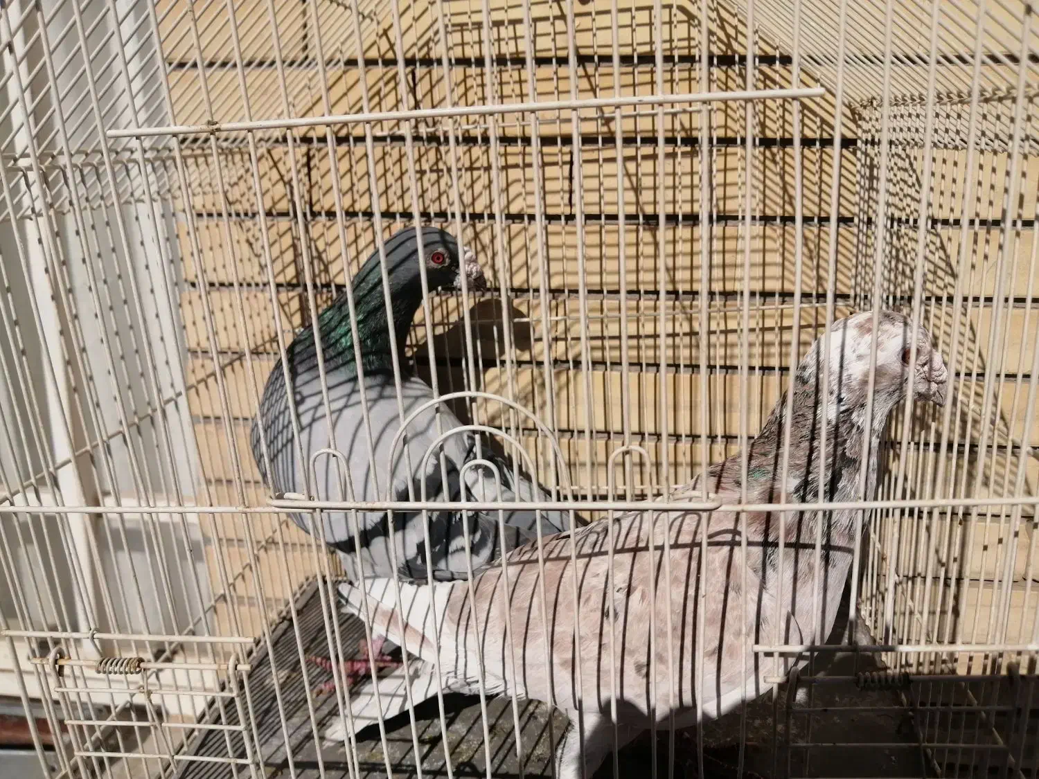 کفتر|پرنده|گلبهار, شهر جدید گلبهار|دیوار