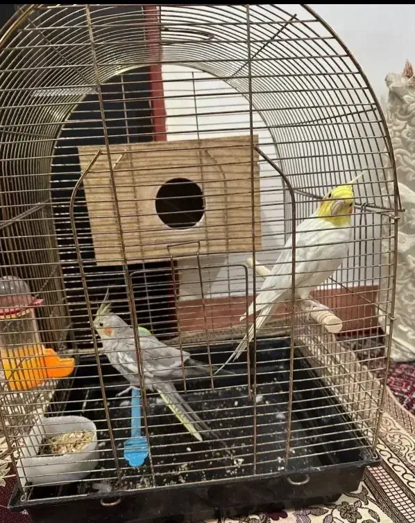 عروس هلندی جفت|پرنده|اردبیل, |دیوار