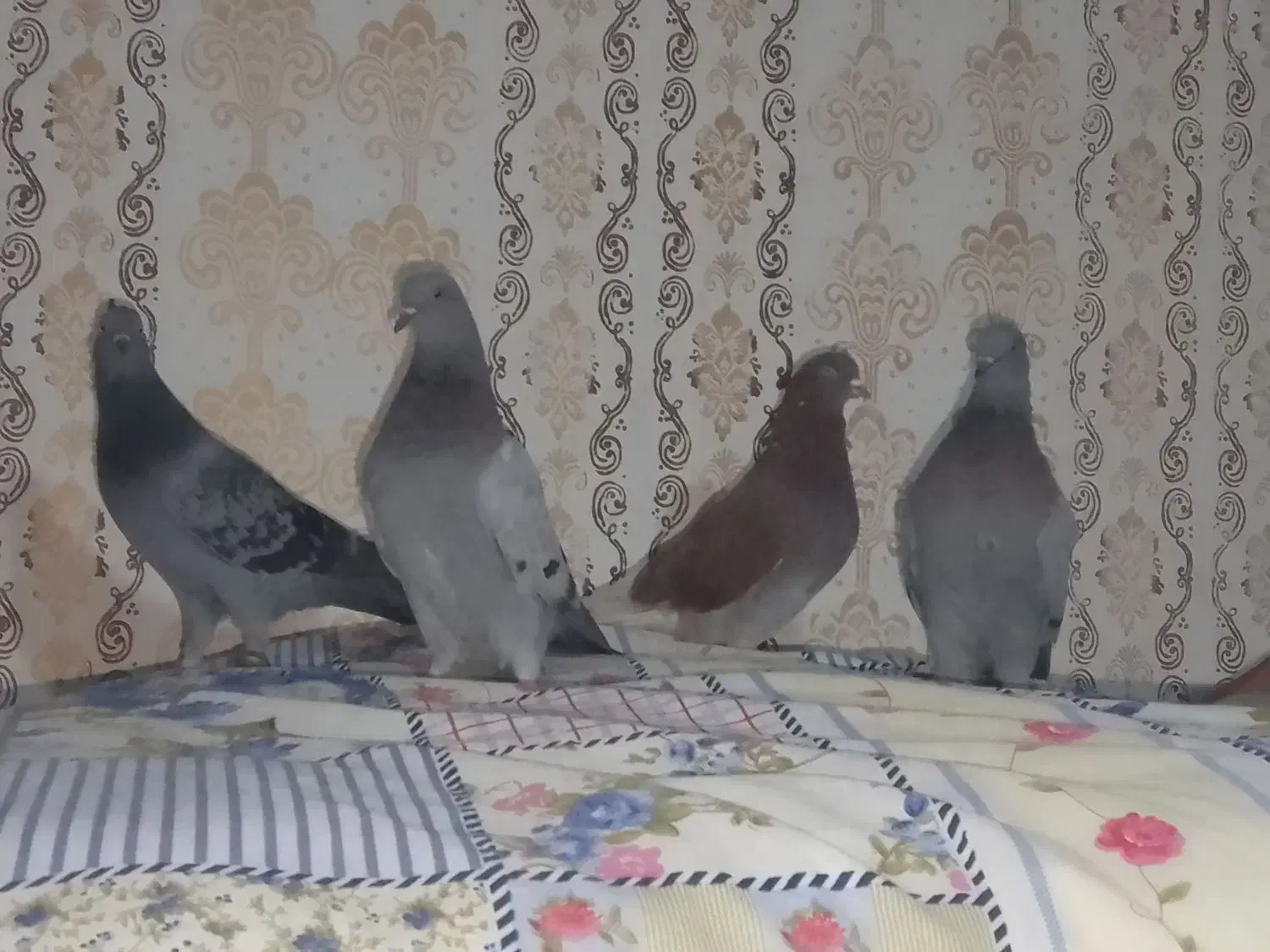 چهار تا نر پرشی|پرنده|کرباسک, |دیوار