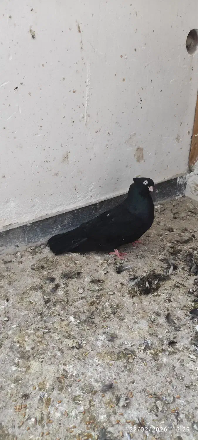 ابادان|پرنده|خرمشهر, |دیوار