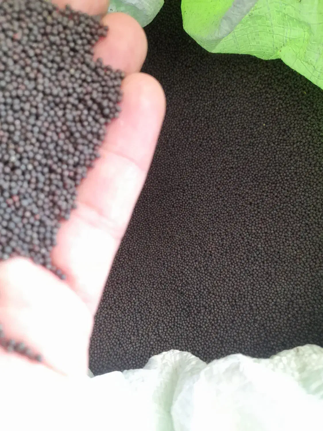 بذر کلزا رقم تراپر دستی|خدمات باغبانی و درختکاری|گنبد کاووس, |دیوار