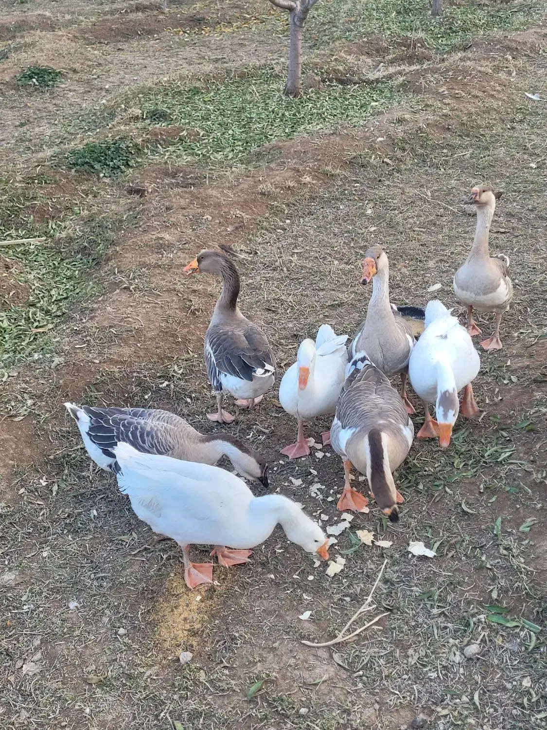 غاز و قوغاز درشت وسالم قیمت مناسب|حیوانات مزرعه|عجب شیر, |دیوار