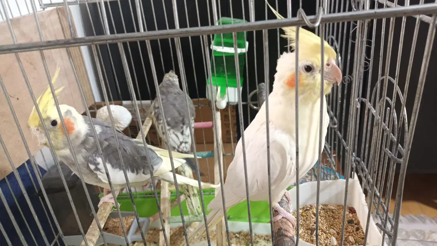 عروس هلندی|پرنده|تهران, مقدم|دیوار