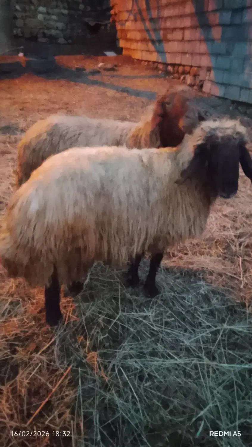 دو قوچ|حیوانات مزرعه|سیلوانه, |دیوار