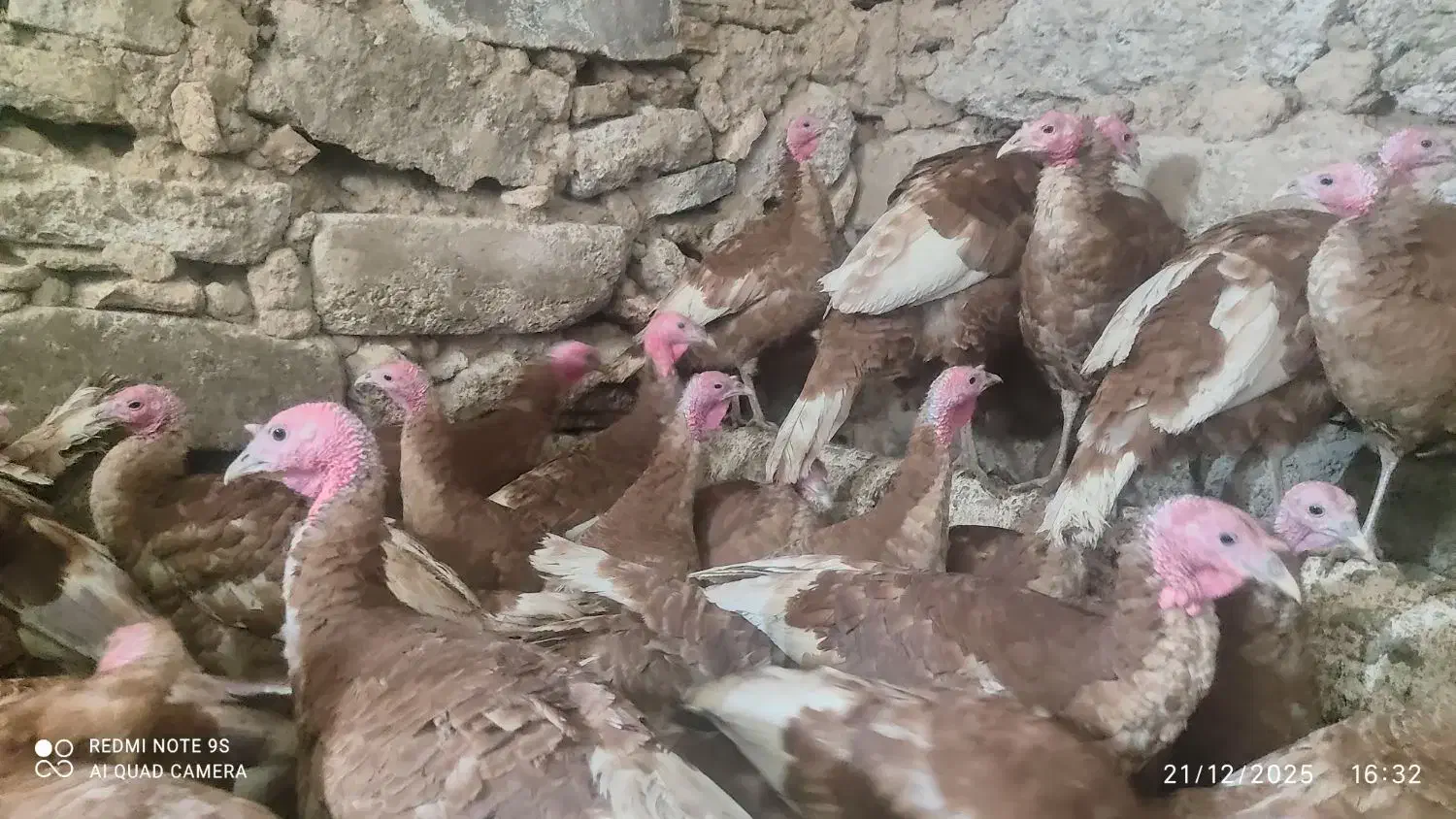 بوقلمون|حیوانات مزرعه|دهگلان, |دیوار