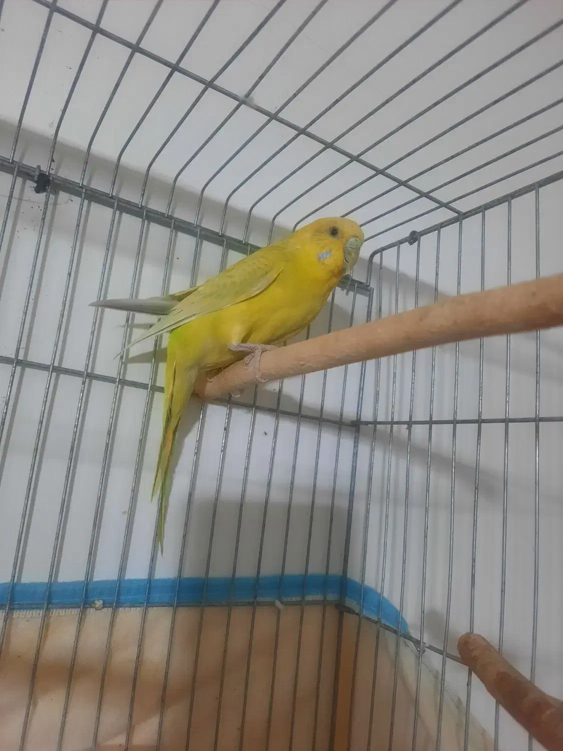 مرغ عشق ماده|پرنده|زرقان, |دیوار