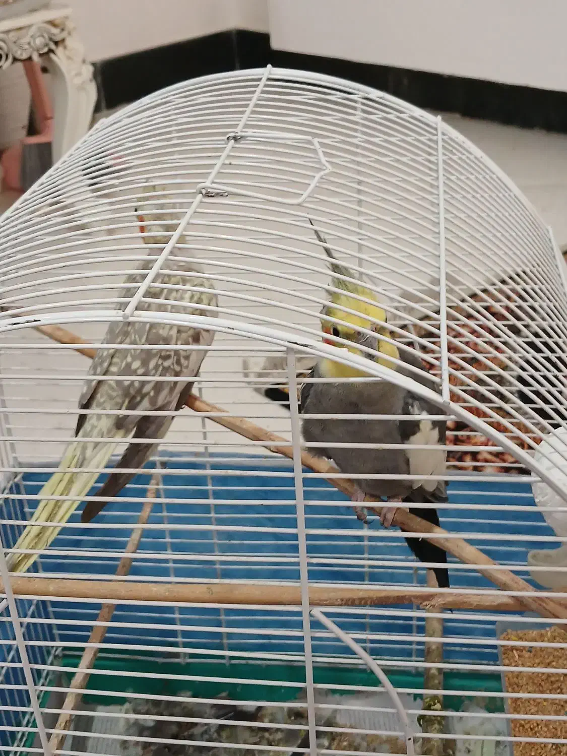 عروس هلندی جفت|پرنده|رشت, دیلمان|دیوار