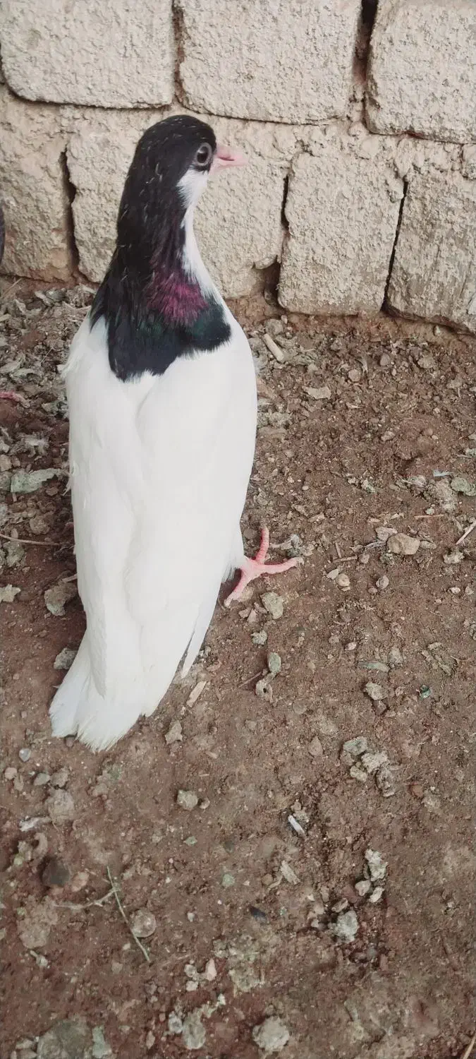 مغلف|پرنده|اسفرورین, |دیوار