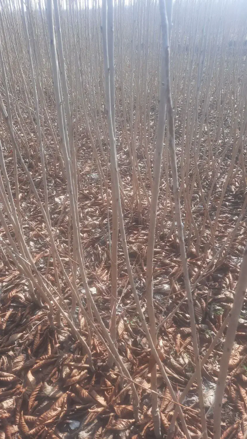 فروش نهال های مثمر و غیر مثمر|خدمات باغبانی و درختکاری|شیراز, فرگاز|دیوار