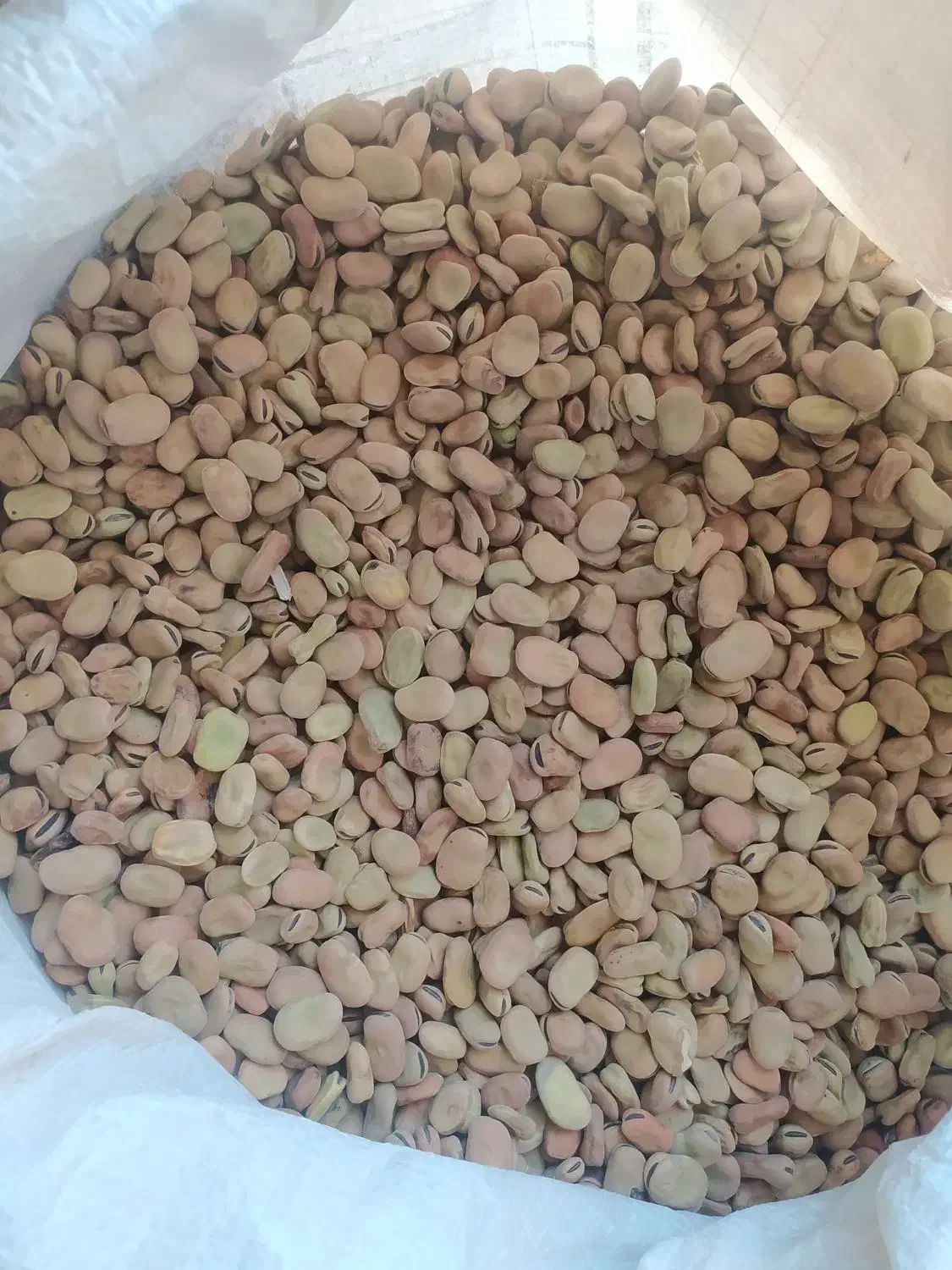 بذر باقله محلی|خدمات باغبانی و درختکاری|شیراز, فرگاز|دیوار