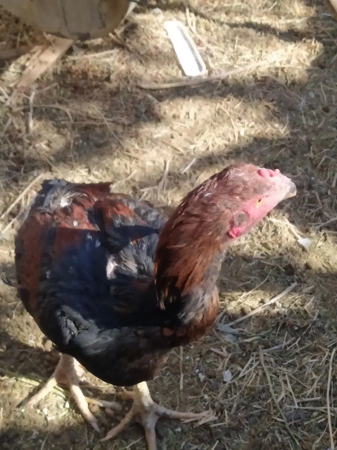 جوجه خروس لاری و مرغ|حیوانات مزرعه|خاش, |دیوار