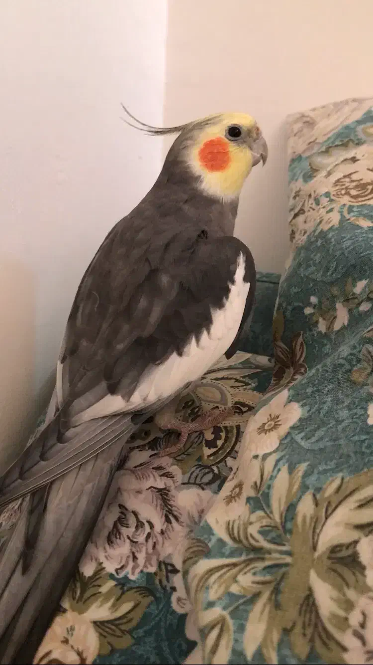 گمشده در محدوده نارمک میدان ۶۸|حیوانات|تهران, نارمک|دیوار