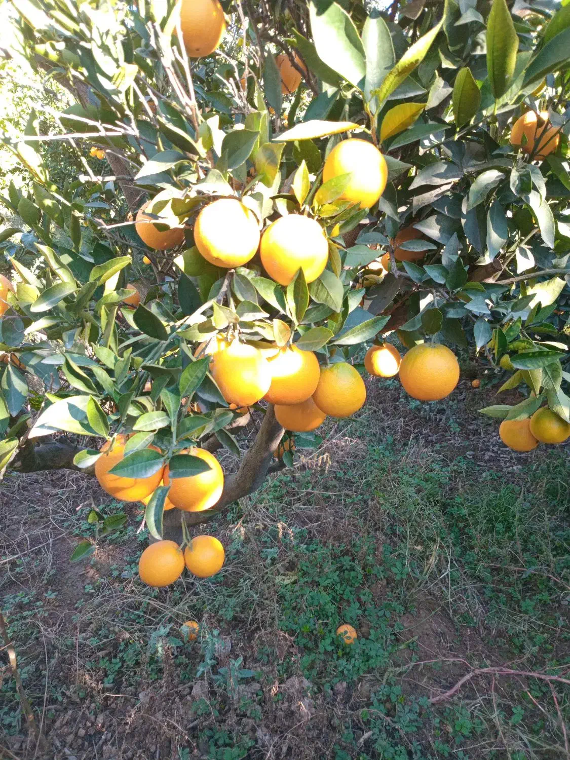 تامسون درجه یک|عمده‌فروشی|گرگان, |دیوار