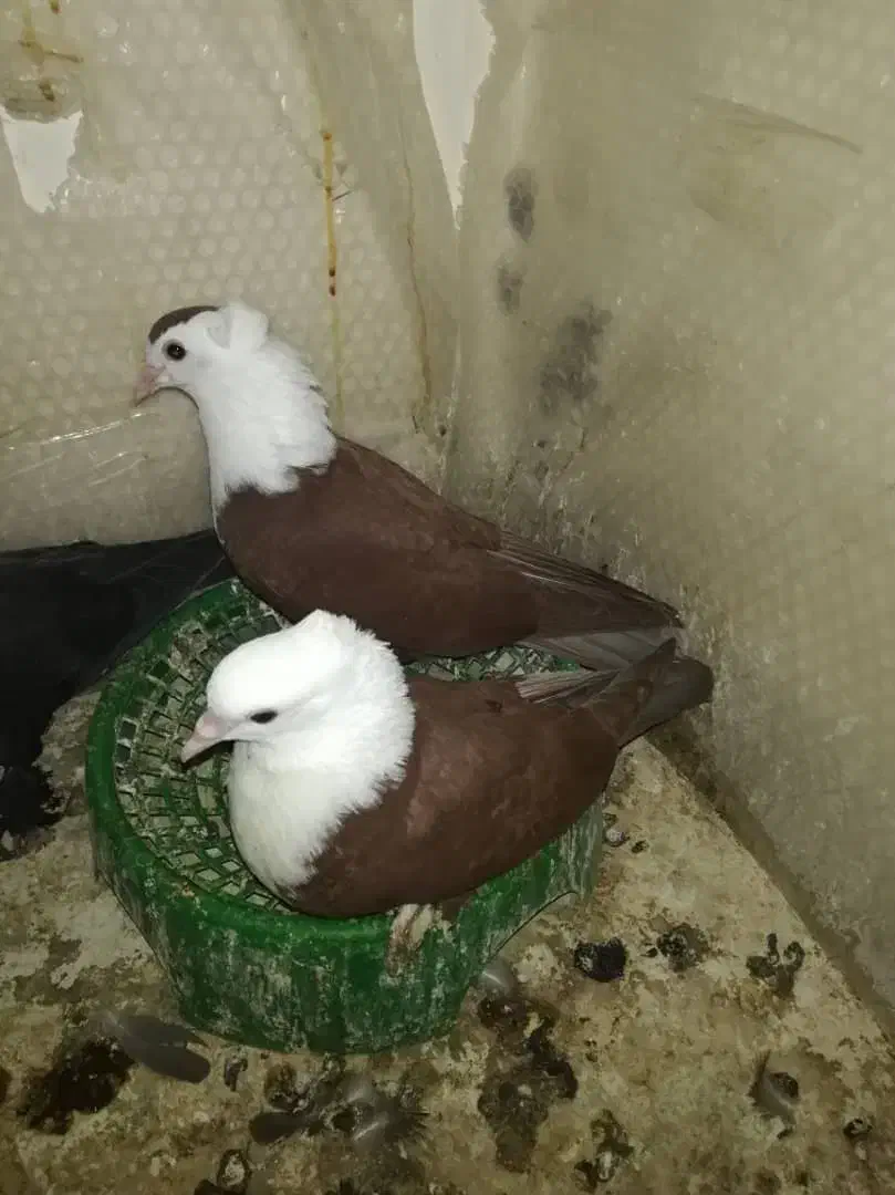 جفت جوجه کله سفید سرخ|پرنده|شوشتر, |دیوار