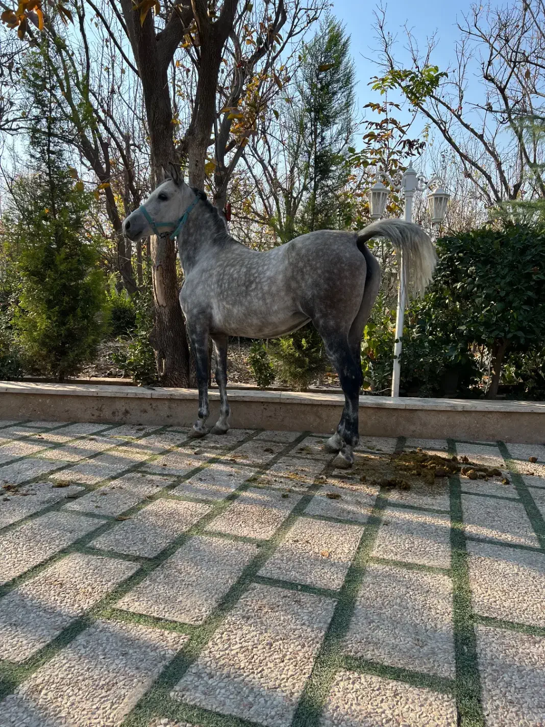 اسب مادیان با کره و کره از سهیل حیدر|اسب و تجهیزات اسبسواری|شهریار, شهرک امیریه|دیوار