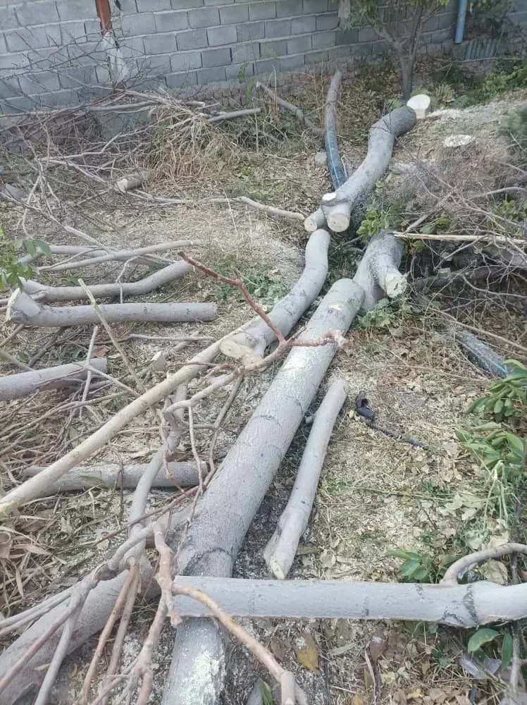 برش درخت ، هرس باغ|خدمات باغبانی و درختکاری|شهریار, شهریار|دیوار