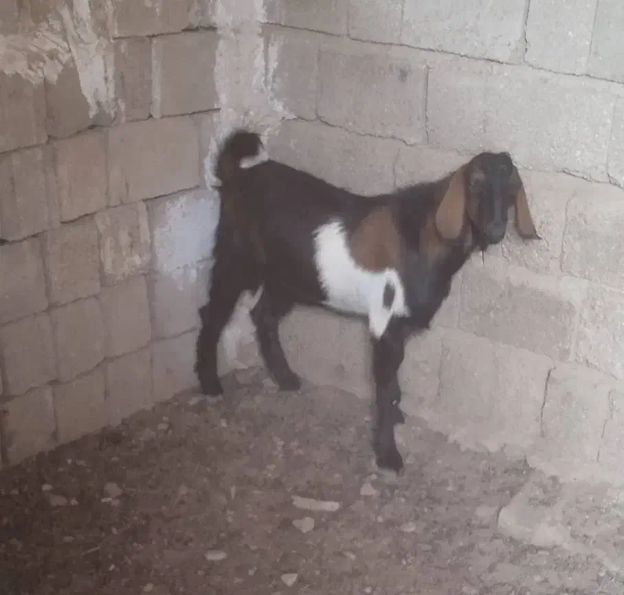 کهره نر هم برای گوشتی و هم برای داشت|حیوانات مزرعه|بندر گناوه, |دیوار