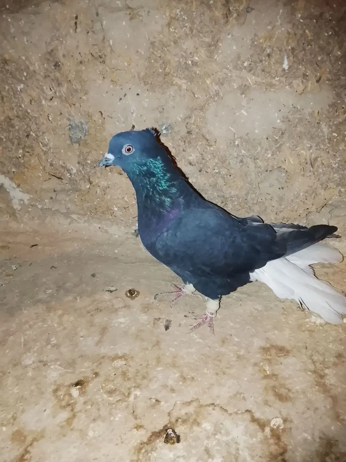 کبوتر|پرنده|اسفرورین, |دیوار