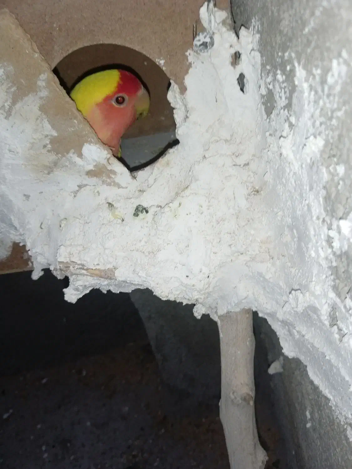 کوتوله زرد صورت هلویی نژاد شیک وخاص|پرنده|تربت جام, معدآباد|دیوار