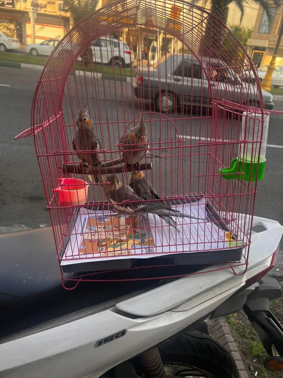 عروس هلندی|پرنده|رشت, نیکمرام|دیوار