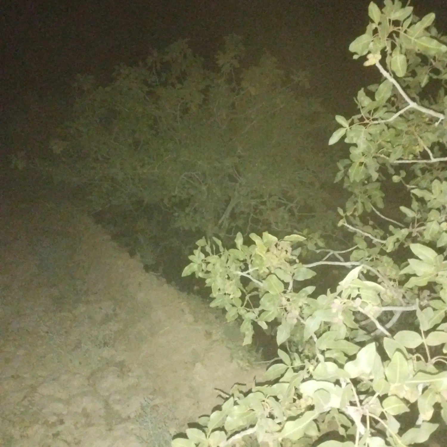 زمین پسته زار کوثر چاه افضل|فروش دفتر صنعتی، کشاورزی، تجاری|اردکان, |دیوار