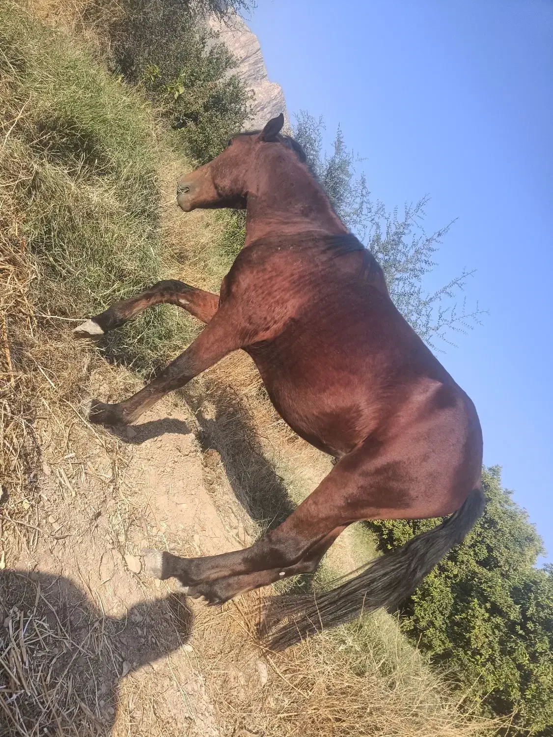 اسب دره شور|اسب و تجهیزات اسب‌سواری|کازرون, |دیوار