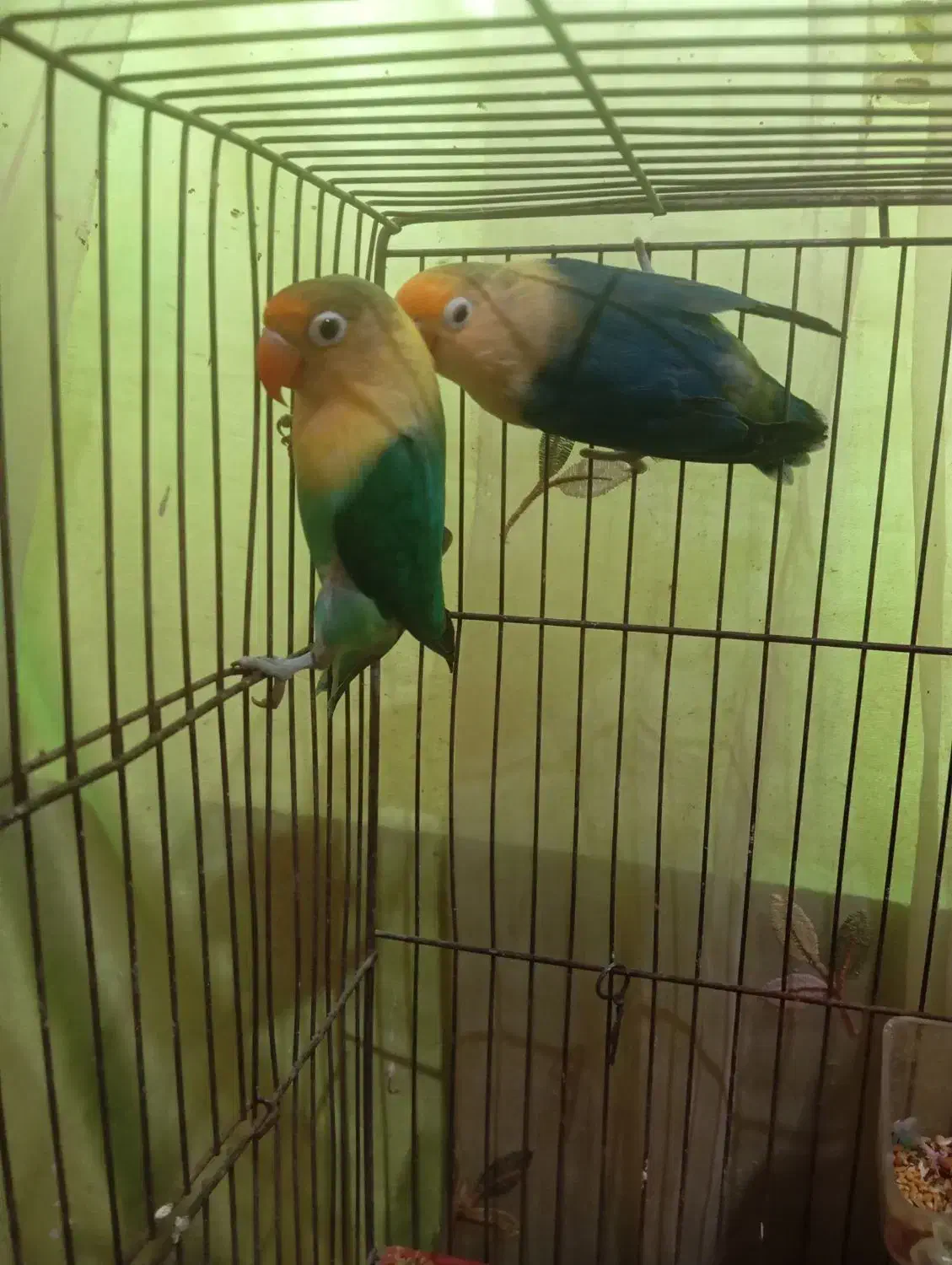 طوطی گرینچیک وبرزیلی|پرنده|آبپخش, |دیوار