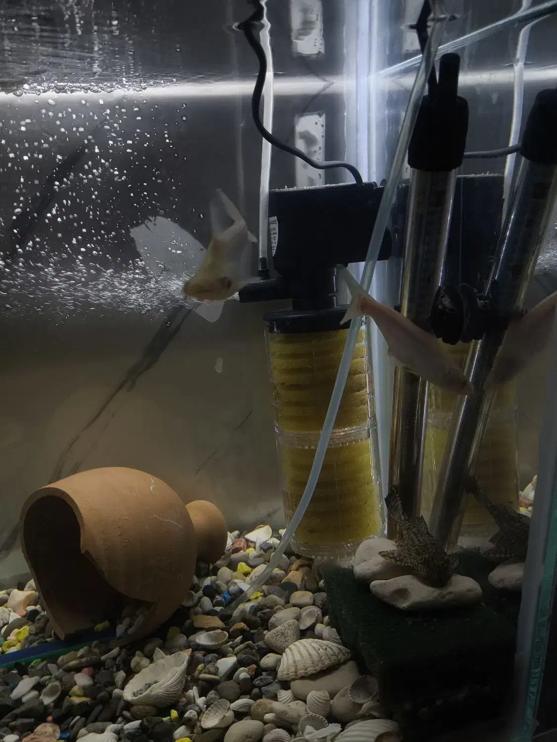 3عدد کوسه و دو عددسیچلاید|ماهی|زاهدان, |دیوار