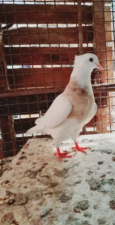 طوقی|پرنده|عنبرآباد, |دیوار