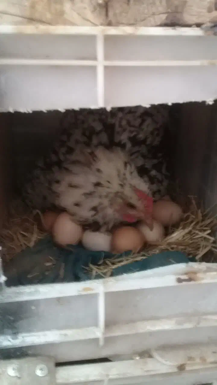 مرغوخروس|حیوانات مزرعه|فلاورجان, |دیوار