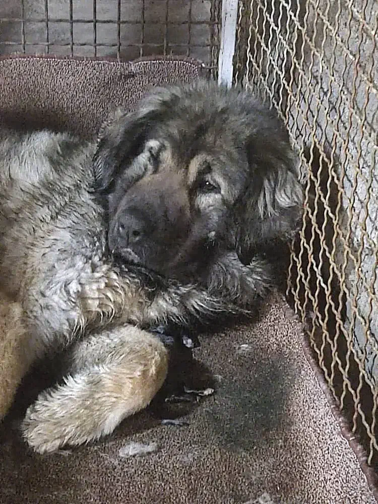 سه تا سگ خارجی از نژاد قفقازی|سگ|اصفهان, الهیه|دیوار