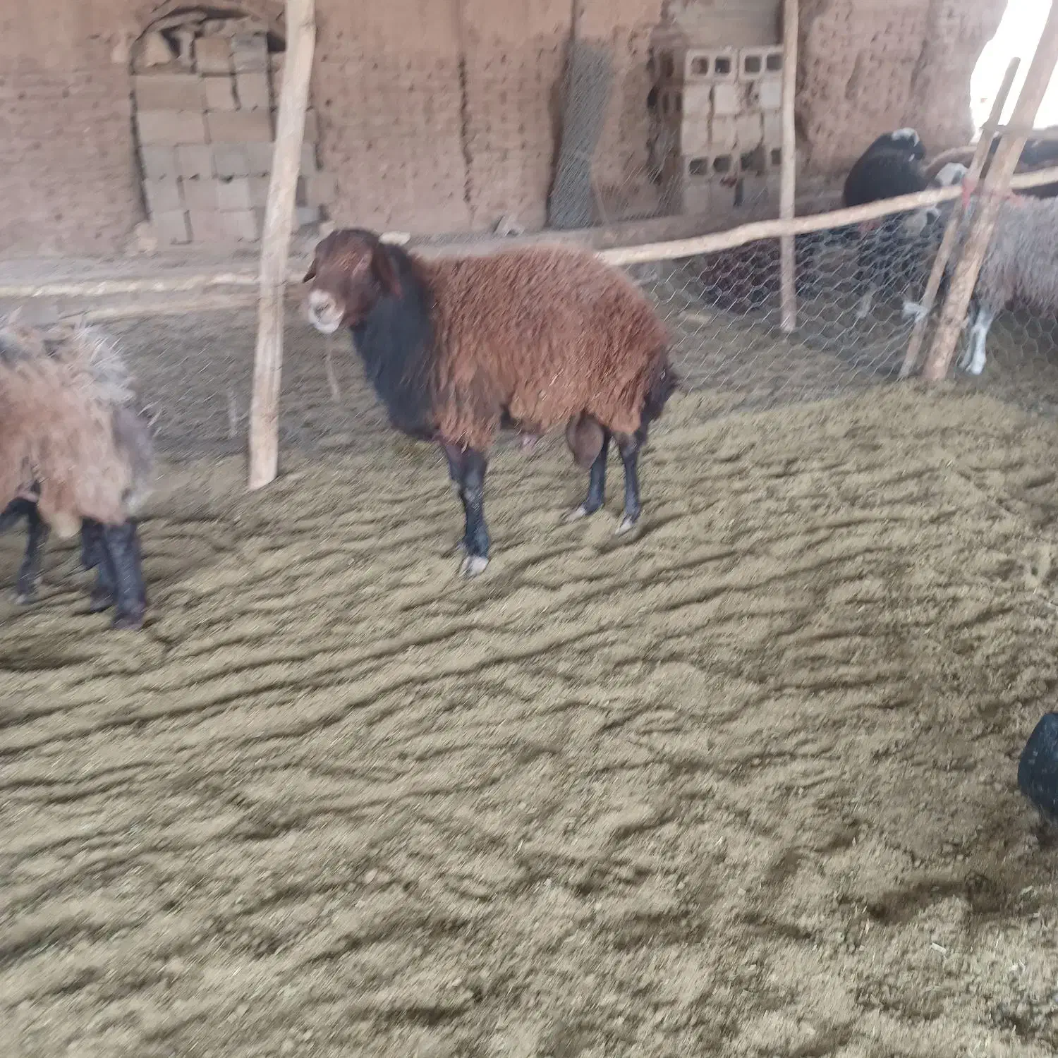 قوچ هترو|حیوانات مزرعه|شاهین‌شهر, برخوار غرب|دیوار