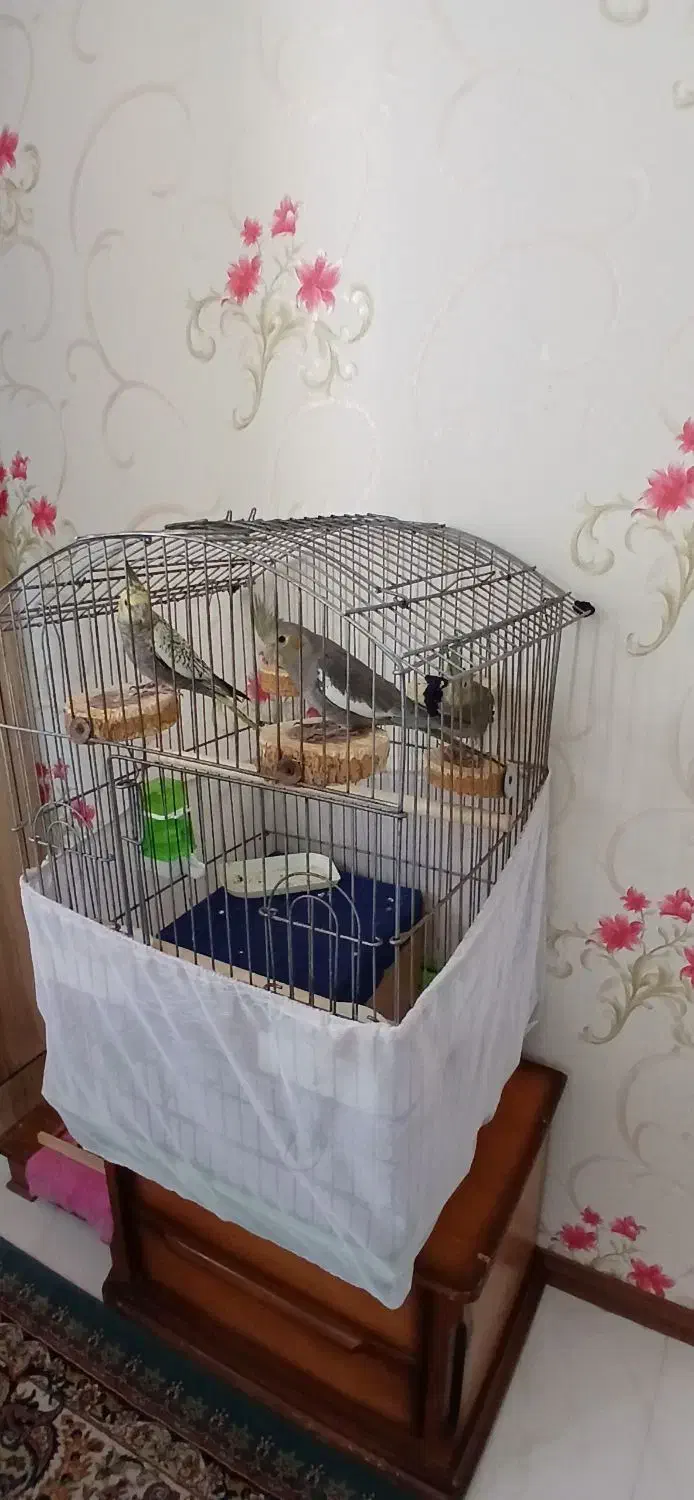 عروس هلندی|پرنده|کرج, مهرویلا جنوبی|دیوار