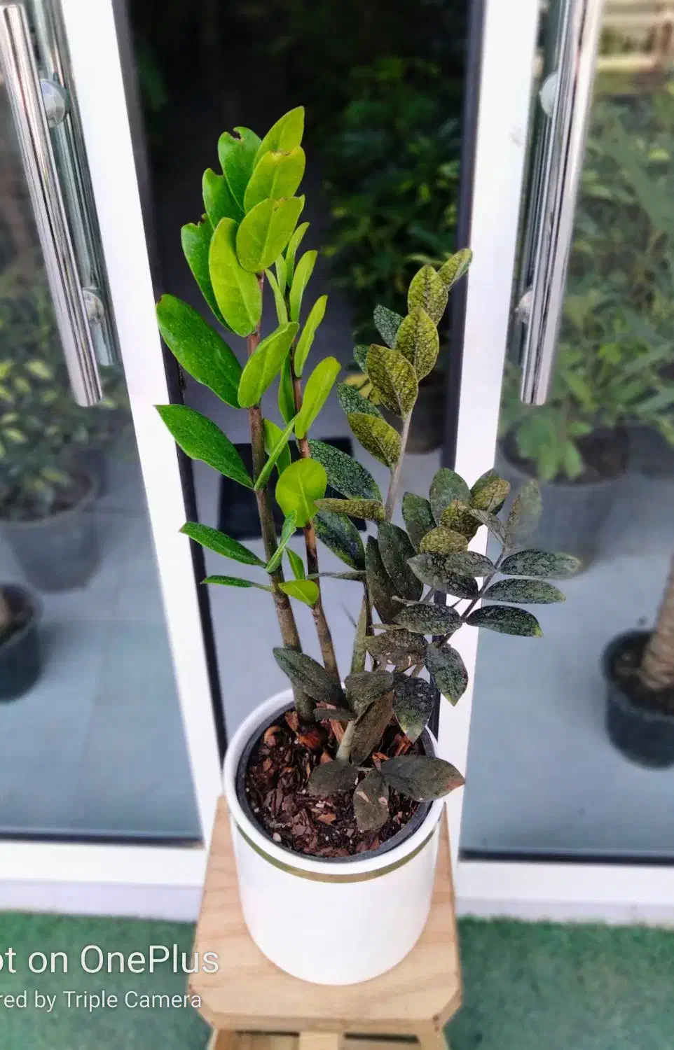 رُخ|گل مصنوعی|تربتحیدریه, بی بی حسنیه|دیوار