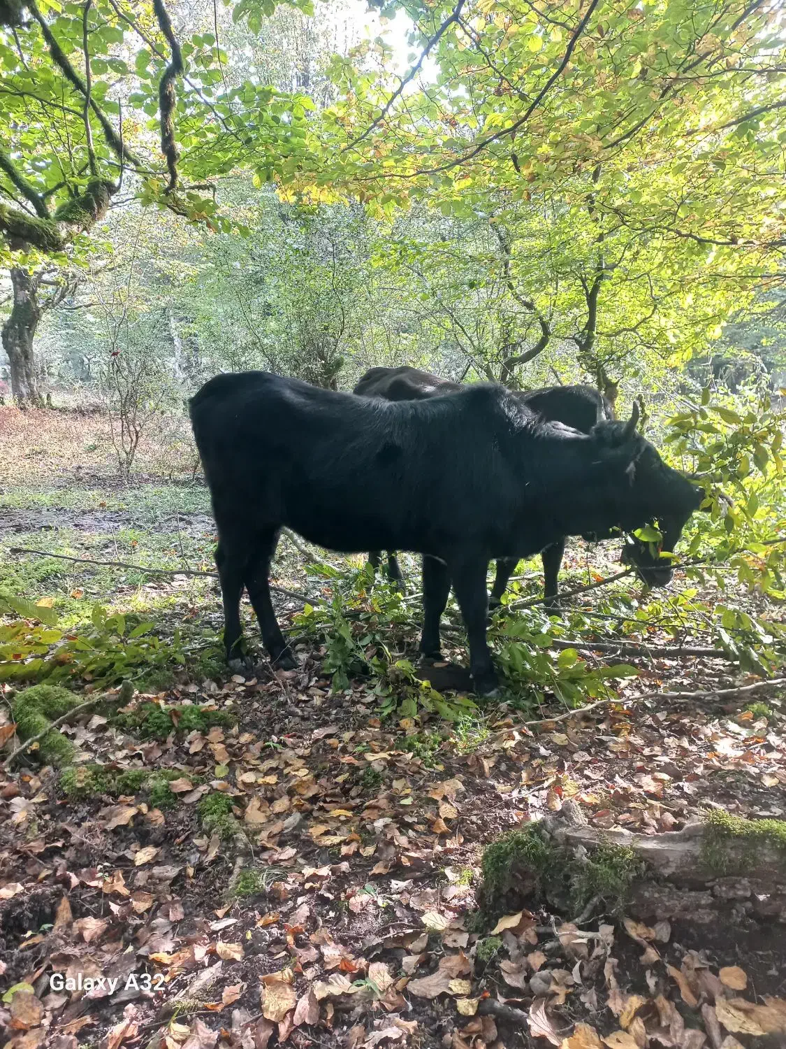 گاوشکم دار|حیوانات مزرعه|اسالم, |دیوار