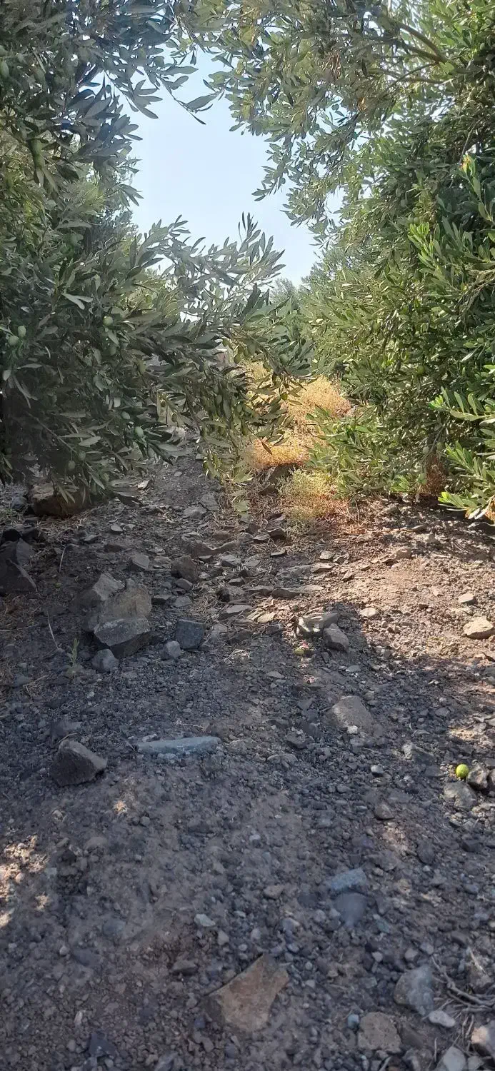 پخش زیتون عابد|خوردنی و آشامیدنی|منجیل, |دیوار