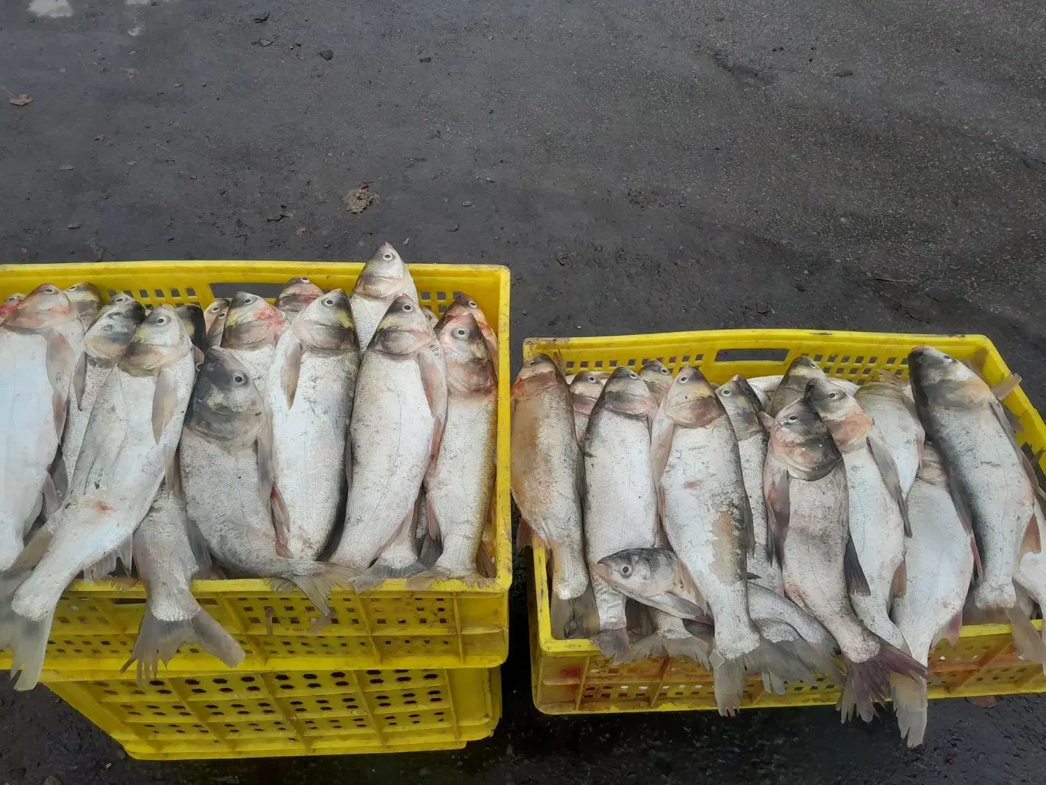 ماهی قزل بدون استخوان تازه تازه حراج|ماهی|خرم‌آباد, |دیوار